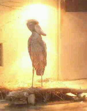 シュールなものが好きな人集まれ～