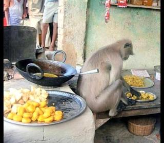 【画像】インドください。