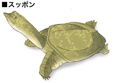 スッピンでの外出