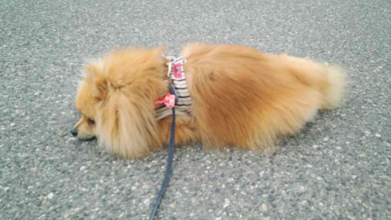 散歩が終わるのが嫌で死んだフリする犬　最終的に飼い主が勝ち周りから拍手喝采！