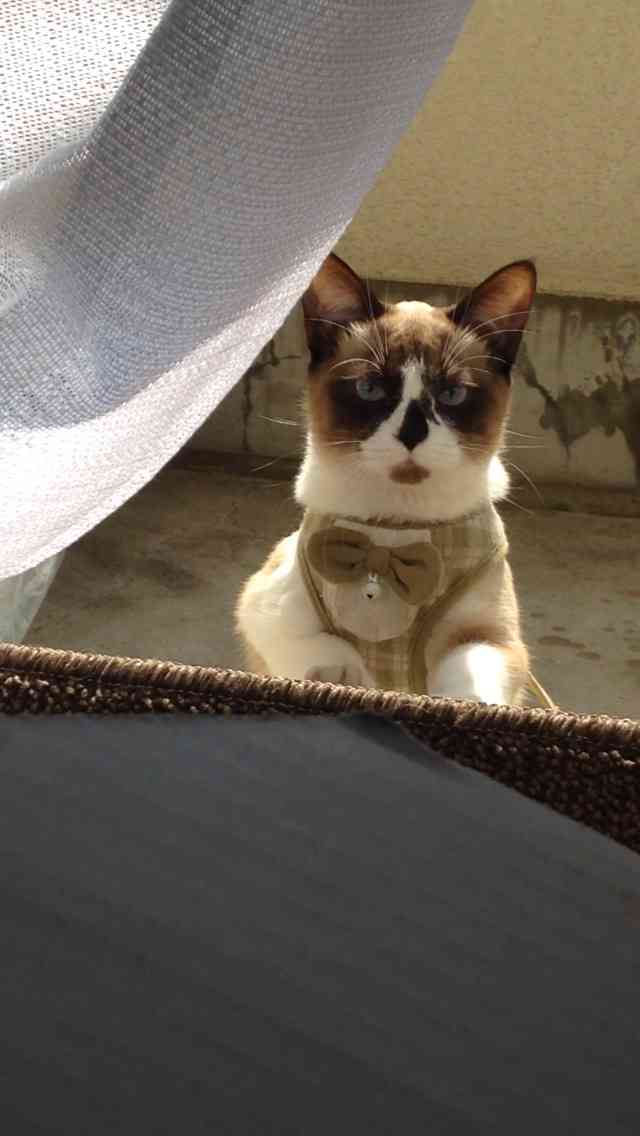散歩が終わるのが嫌で死んだフリする犬　最終的に飼い主が勝ち周りから拍手喝采！
