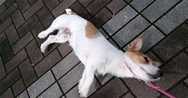 散歩が終わるのが嫌で死んだフリする犬　最終的に飼い主が勝ち周りから拍手喝采！