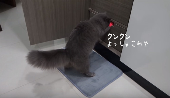 ガルちゃん猫カフェ18号店 開店しました♪ (初めての方も大歓迎！)