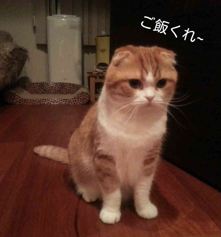 ガルちゃん猫カフェ18号店 開店しました♪ (初めての方も大歓迎！)