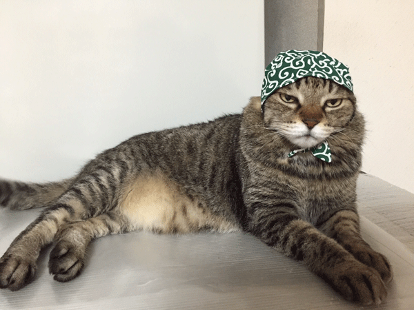ガルちゃん猫カフェ18号店 開店しました♪ (初めての方も大歓迎！)