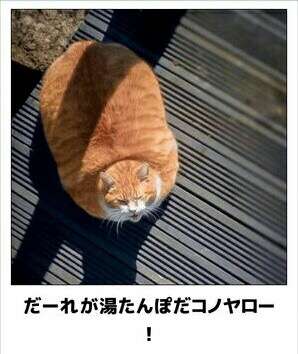 ガルちゃん猫カフェ18号店 開店しました♪ (初めての方も大歓迎！)