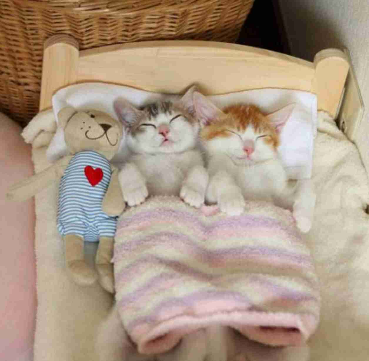 ガルちゃん猫カフェ18号店 開店しました♪ (初めての方も大歓迎！)