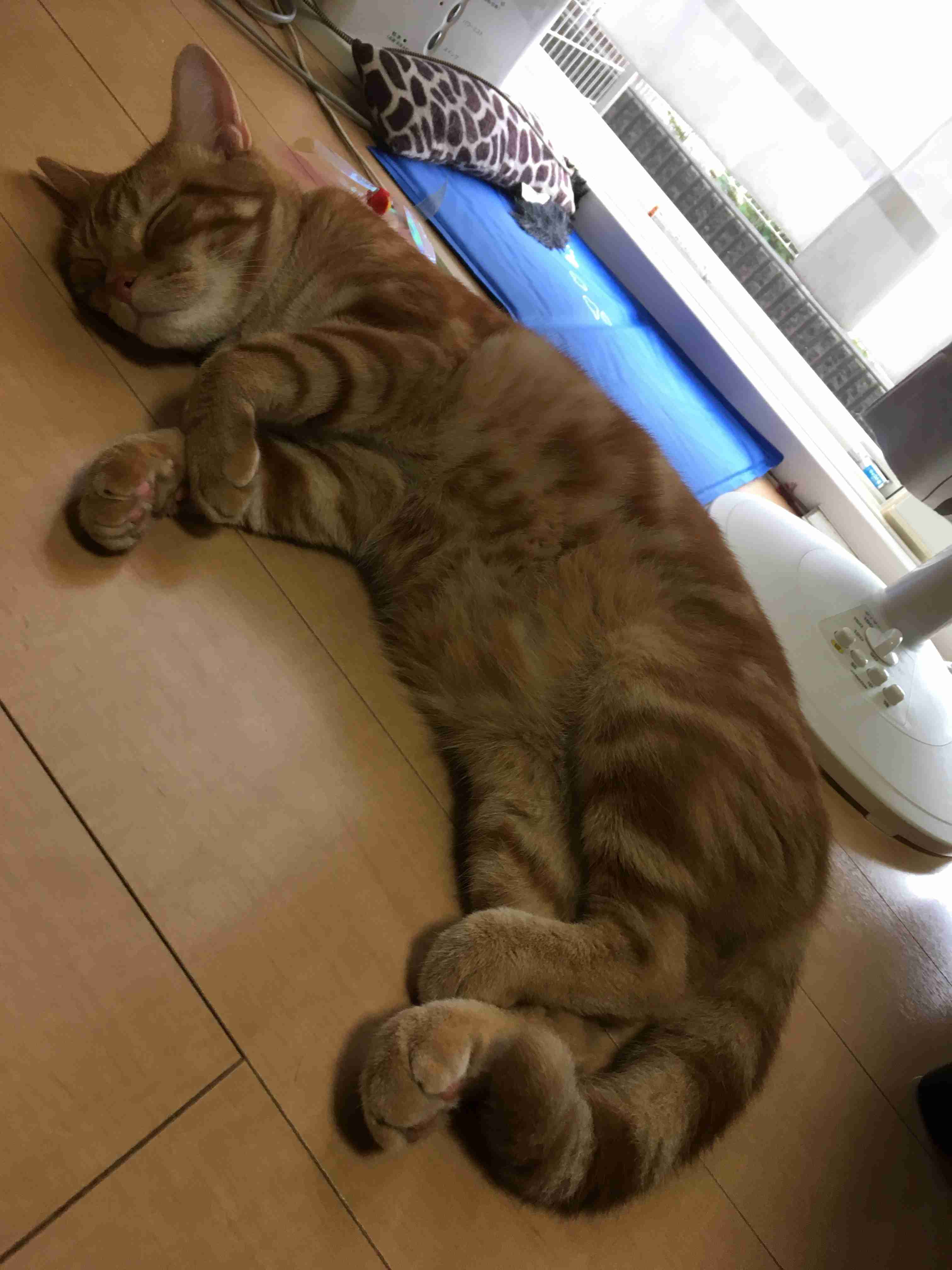 ガルちゃん猫カフェ18号店 開店しました♪ (初めての方も大歓迎！)