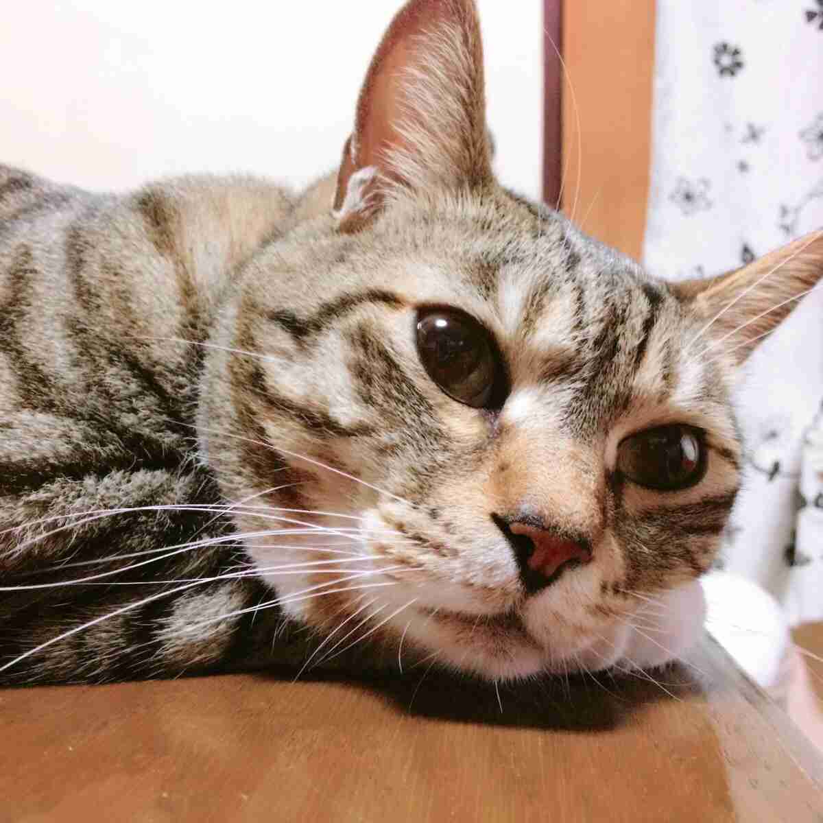 ガルちゃん猫カフェ18号店 開店しました♪ (初めての方も大歓迎！)