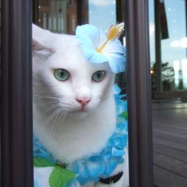 ガルちゃん猫カフェ18号店 開店しました♪ (初めての方も大歓迎！)