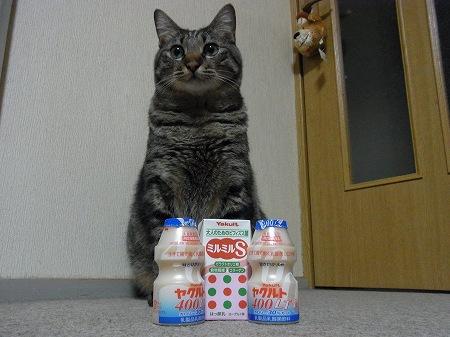 ガルちゃん猫カフェ18号店 開店しました♪ (初めての方も大歓迎！)