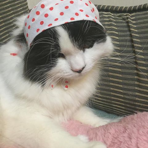 ガルちゃん猫カフェ18号店 開店しました♪ (初めての方も大歓迎！)