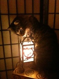 ガルちゃん猫カフェ18号店 開店しました♪ (初めての方も大歓迎！)