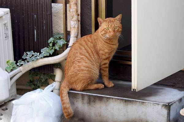 ガルちゃん猫カフェ18号店 開店しました♪ (初めての方も大歓迎！)