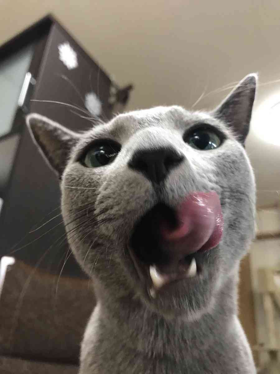 ガルちゃん猫カフェ18号店 開店しました♪ (初めての方も大歓迎！)
