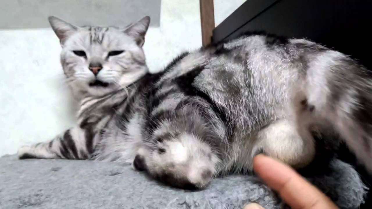 ガルちゃん猫カフェ18号店 開店しました♪ (初めての方も大歓迎！)