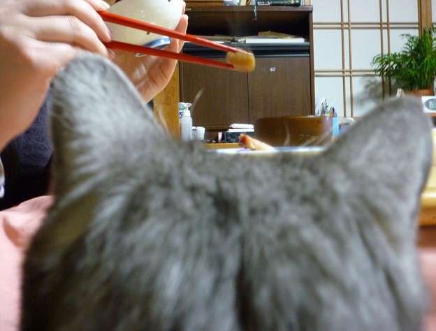 ガルちゃん猫カフェ18号店 開店しました♪ (初めての方も大歓迎！)