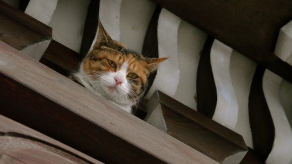 ガルちゃん猫カフェ18号店 開店しました♪ (初めての方も大歓迎！)