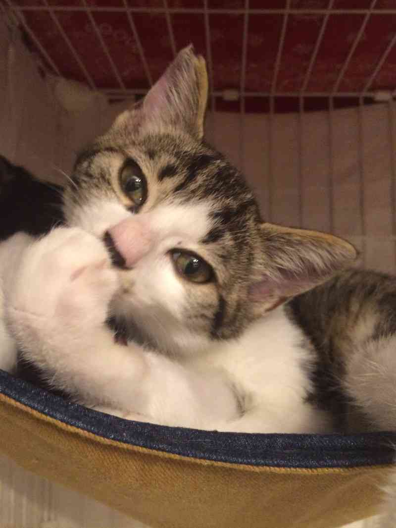ガルちゃん猫カフェ18号店 開店しました♪ (初めての方も大歓迎！)
