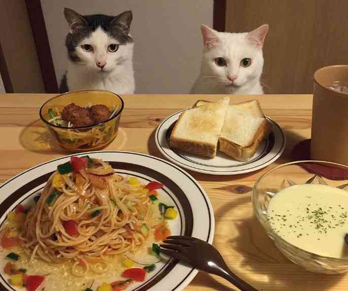 ガルちゃん猫カフェ18号店 開店しました♪ (初めての方も大歓迎！)