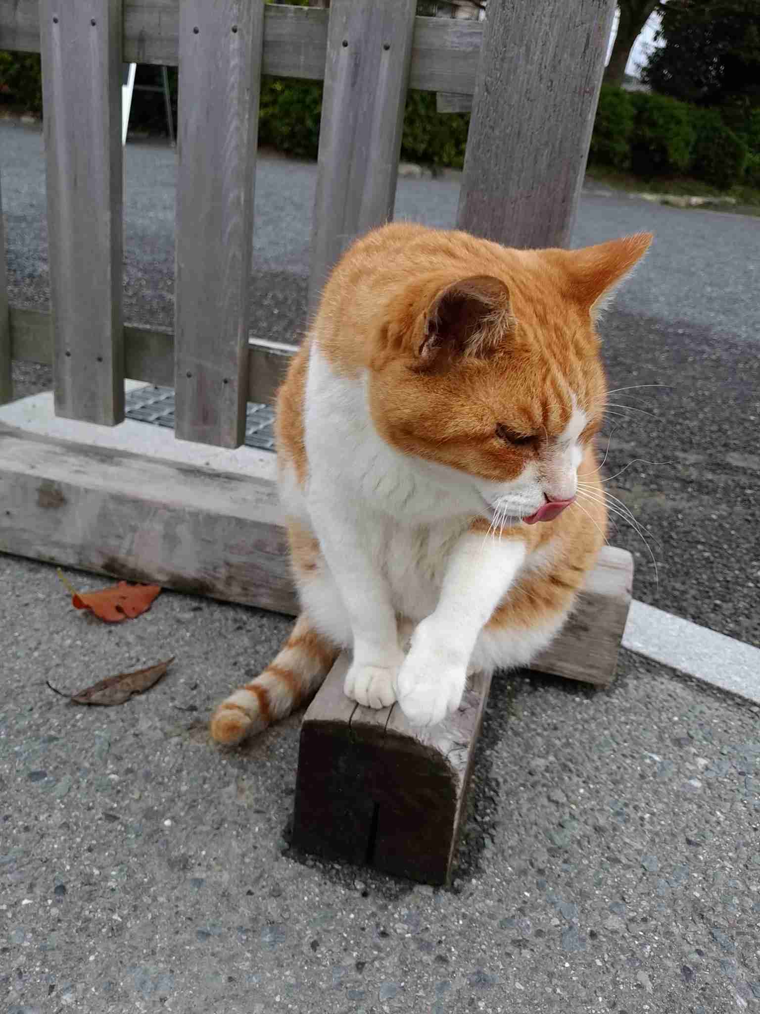 ガルちゃん猫カフェ18号店 開店しました♪ (初めての方も大歓迎！)