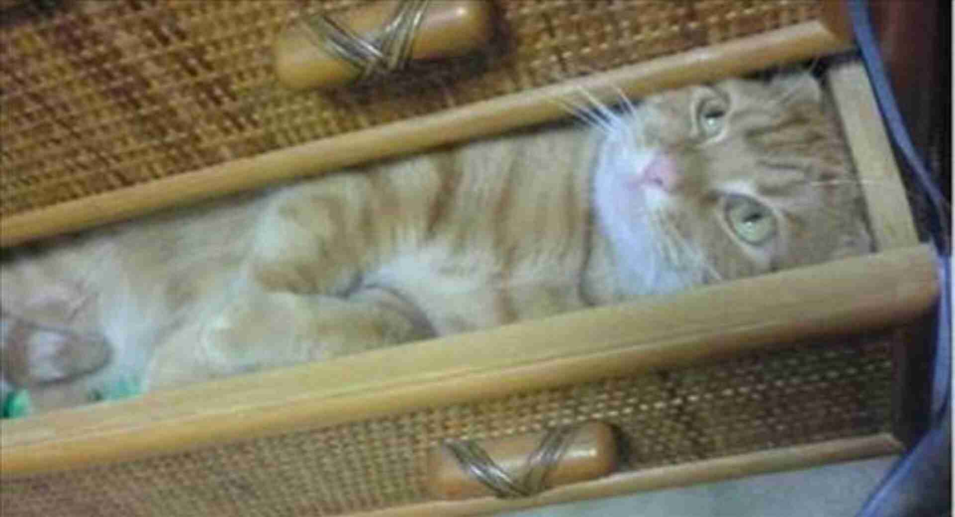 ガルちゃん猫カフェ18号店 開店しました♪ (初めての方も大歓迎！)