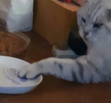 ガルちゃん猫カフェ18号店 開店しました♪ (初めての方も大歓迎！)