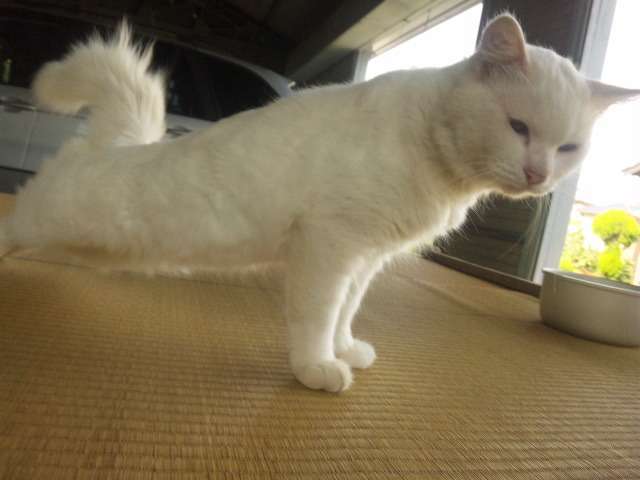 ガルちゃん猫カフェ18号店 開店しました♪ (初めての方も大歓迎！)