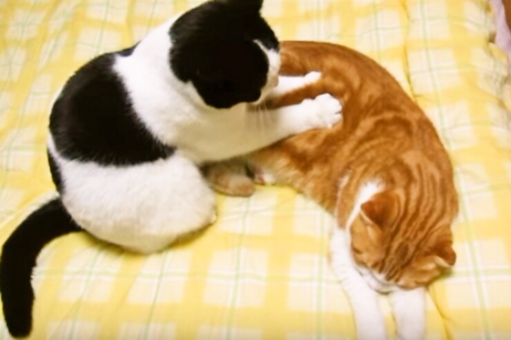 ガルちゃん猫カフェ18号店 開店しました♪ (初めての方も大歓迎！)