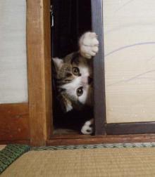 ガルちゃん猫カフェ18号店 開店しました♪ (初めての方も大歓迎！)