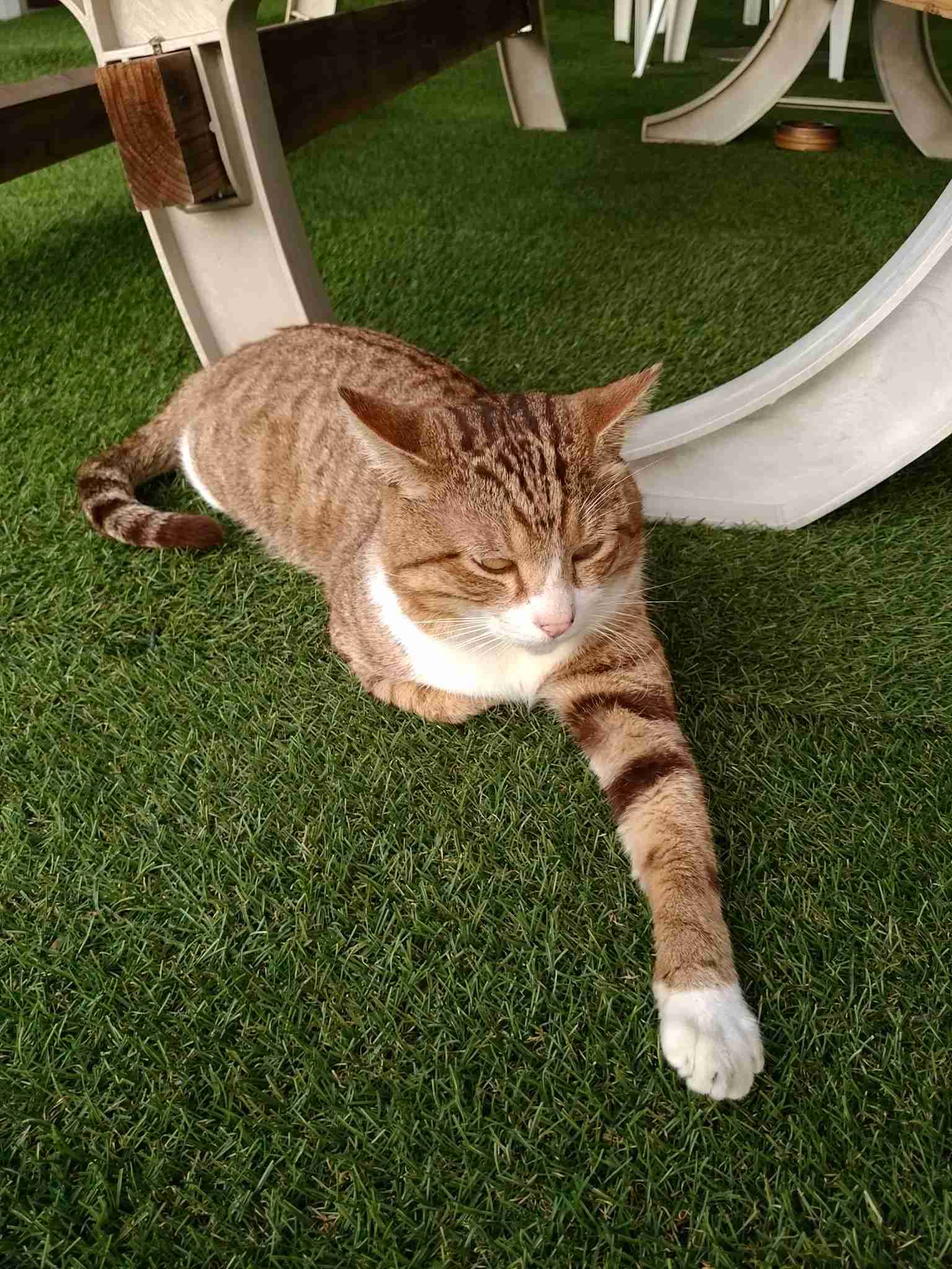 ガルちゃん猫カフェ18号店 開店しました♪ (初めての方も大歓迎！)