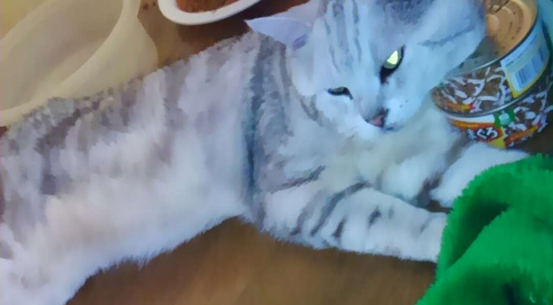 ガルちゃん猫カフェ18号店 開店しました♪ (初めての方も大歓迎！)