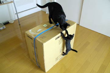ガルちゃん猫カフェ18号店 開店しました♪ (初めての方も大歓迎！)