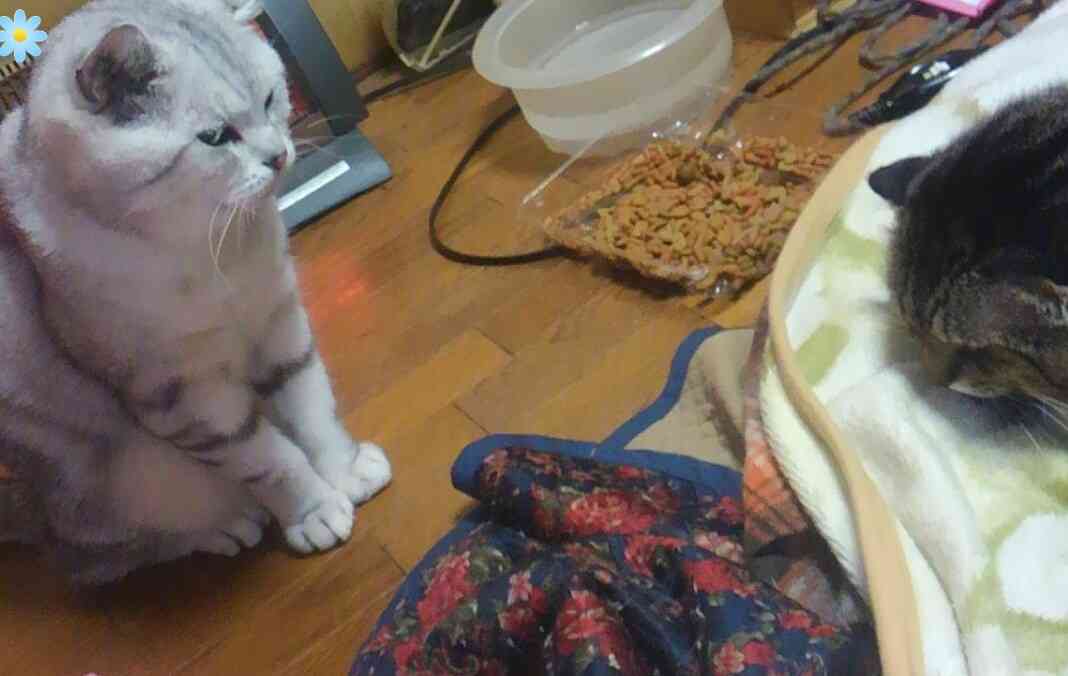 ガルちゃん猫カフェ18号店 開店しました♪ (初めての方も大歓迎！)