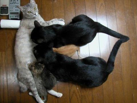 ガルちゃん猫カフェ18号店 開店しました♪ (初めての方も大歓迎！)