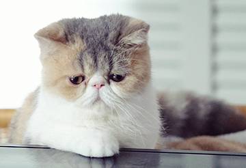 ガルちゃん猫カフェ18号店 開店しました♪ (初めての方も大歓迎！)