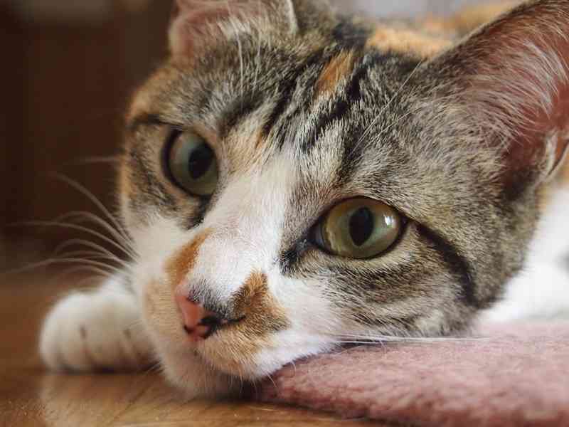 ガルちゃん猫カフェ18号店 開店しました♪ (初めての方も大歓迎！)