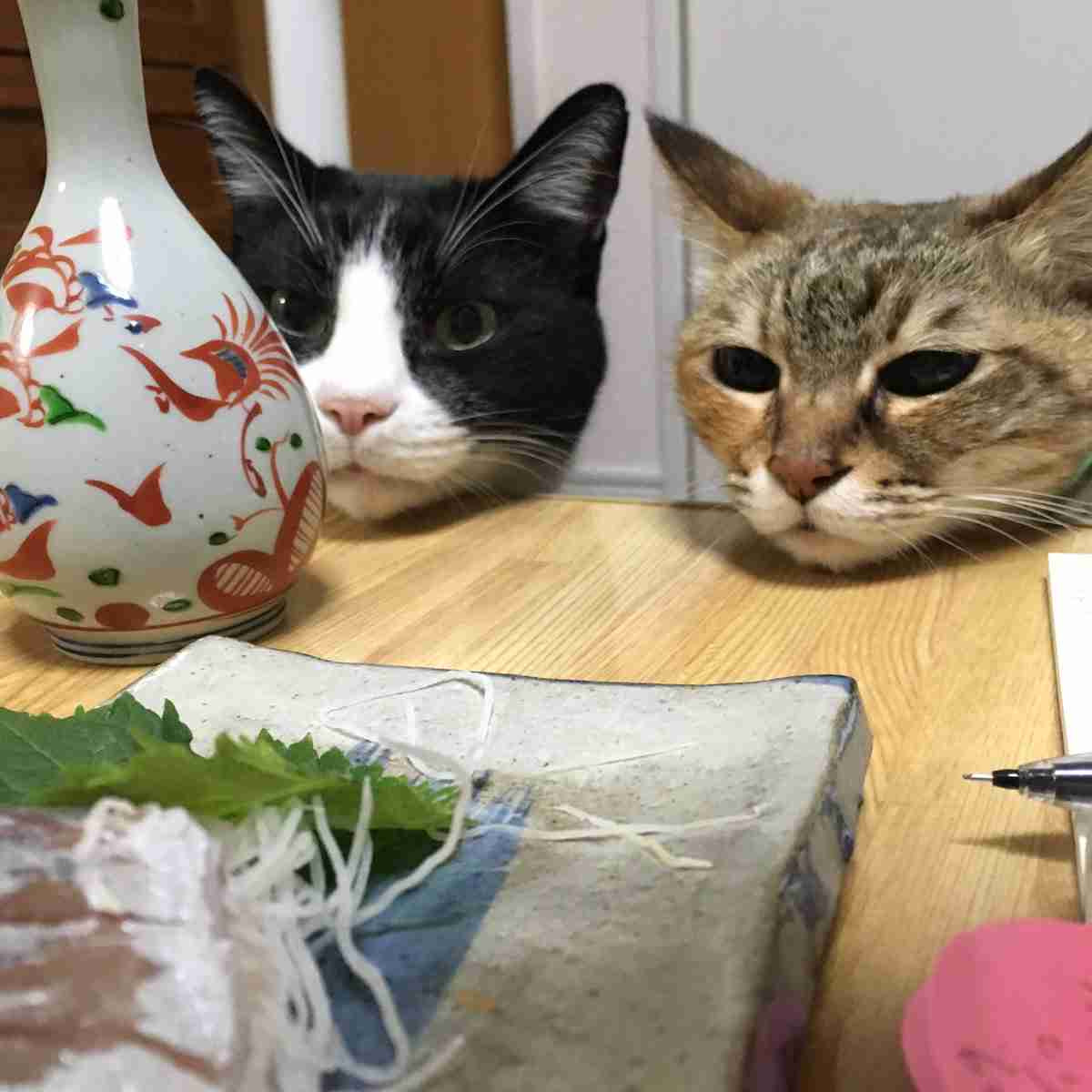 ガルちゃん猫カフェ18号店 開店しました♪ (初めての方も大歓迎！)
