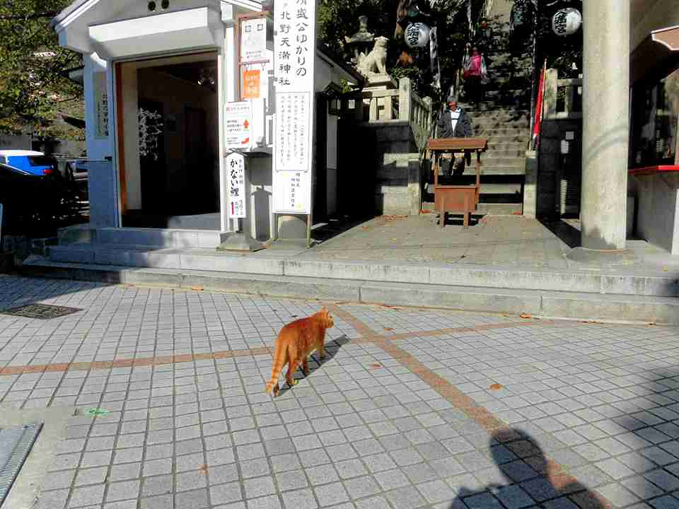 ガルちゃん猫カフェ18号店 開店しました♪ (初めての方も大歓迎！)