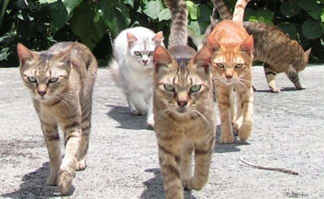 ガルちゃん猫カフェ18号店 開店しました♪ (初めての方も大歓迎！)