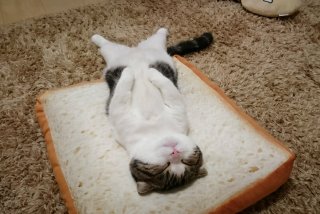 ガルちゃん猫カフェ18号店 開店しました♪ (初めての方も大歓迎！)