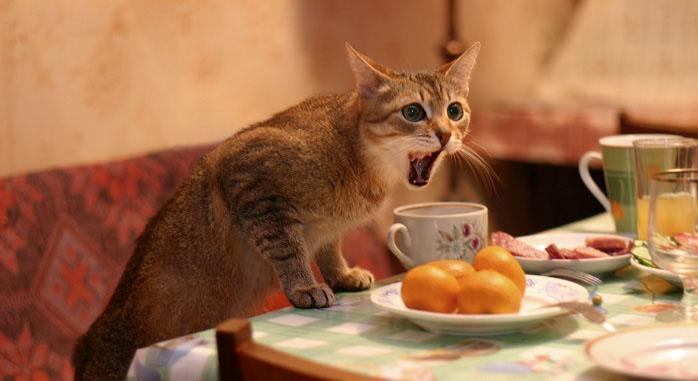 ガルちゃん猫カフェ18号店 開店しました♪ (初めての方も大歓迎！)