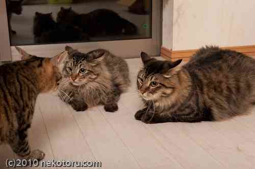 ガルちゃん猫カフェ18号店 開店しました♪ (初めての方も大歓迎！)
