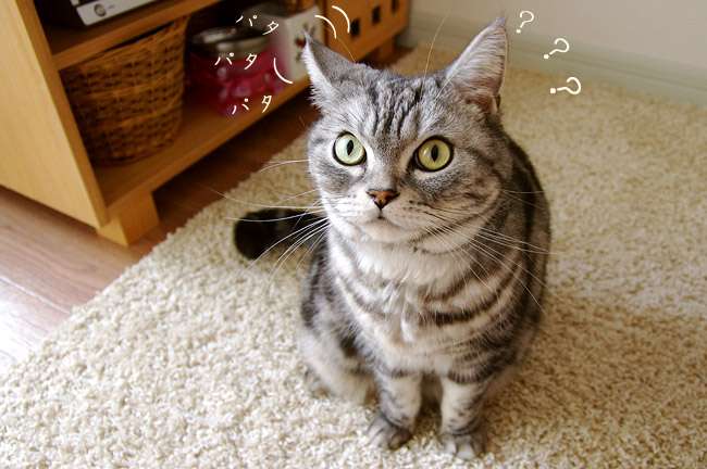 ガルちゃん猫カフェ18号店 開店しました♪ (初めての方も大歓迎！)
