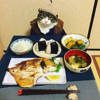 ガルちゃん猫カフェ18号店 開店しました♪ (初めての方も大歓迎！)