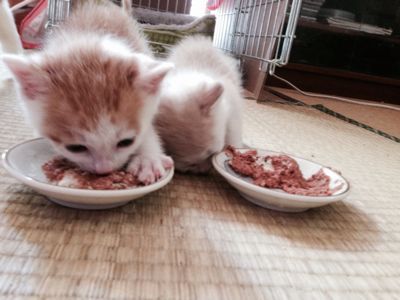 ガルちゃん猫カフェ18号店 開店しました♪ (初めての方も大歓迎！)