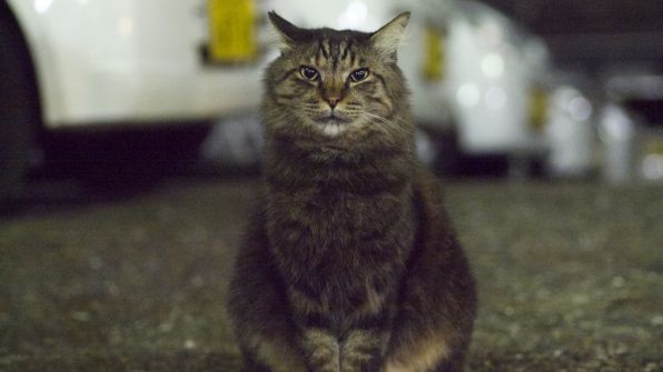 ガルちゃん猫カフェ18号店 開店しました♪ (初めての方も大歓迎！)