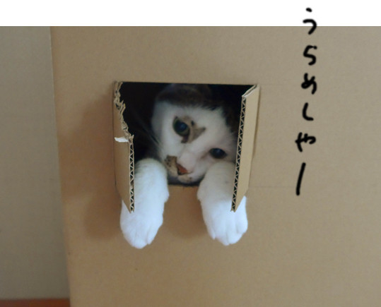 ガルちゃん猫カフェ18号店 開店しました♪ (初めての方も大歓迎！)