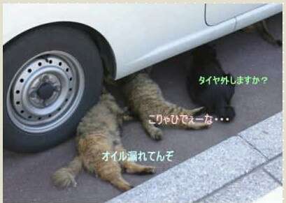 ガルちゃん猫カフェ18号店 開店しました♪ (初めての方も大歓迎！)