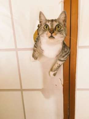 ガルちゃん猫カフェ18号店 開店しました♪ (初めての方も大歓迎！)